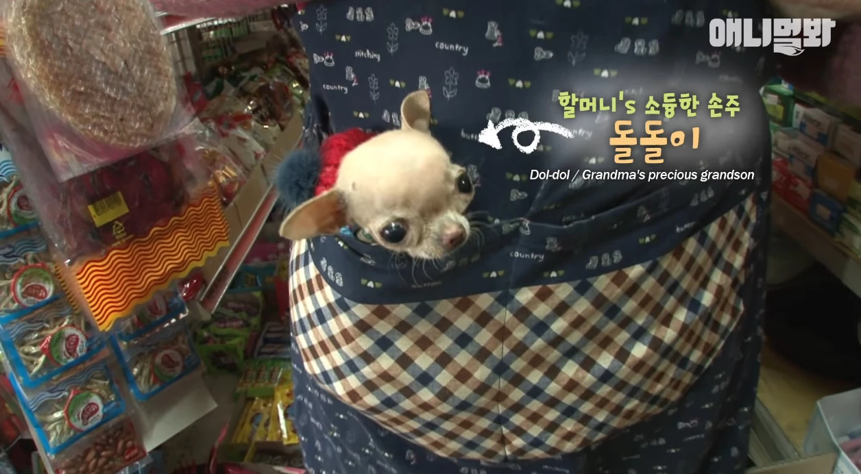 할머니와 돌돌이 사연 / 이하 유튜브 'SBS TV동물농장x애니멀봐 공식 유튜브 채널입니다!'