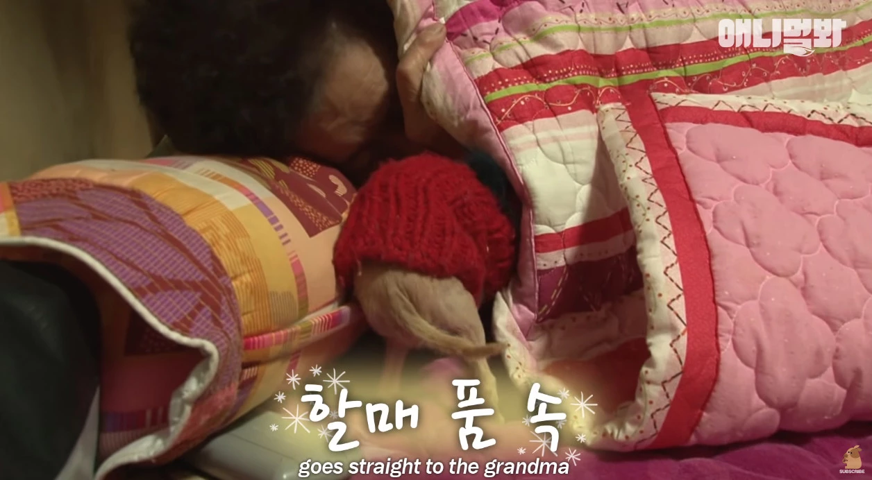 자다가도 할머니 품속으로 들어가는 돌돌이