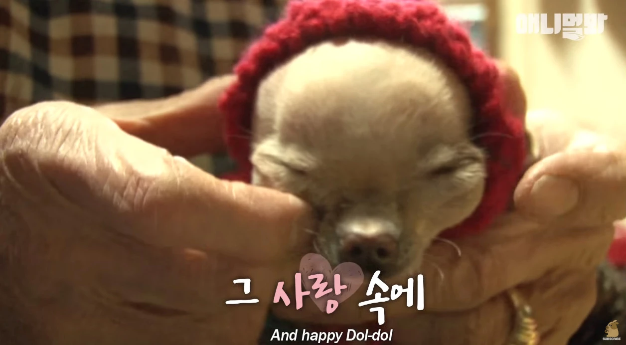 할머니 사랑 속에 5년을 더 산 돌돌이