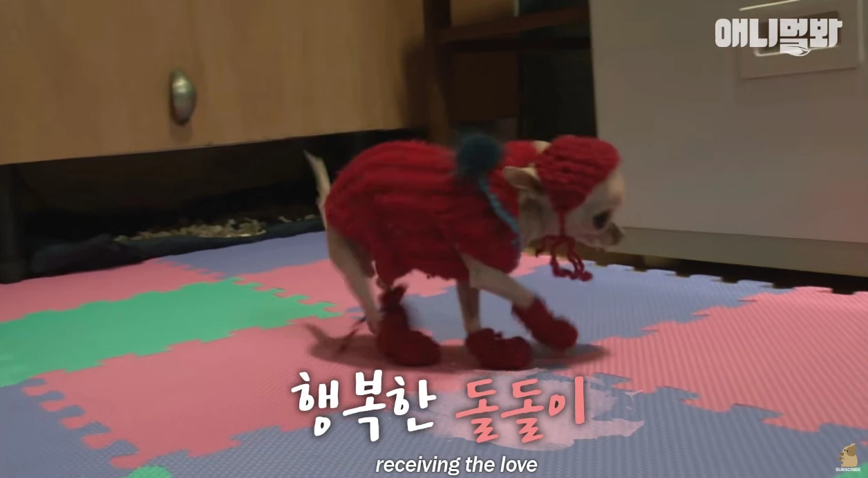 뇌수두증에 걸렸지만 할머니 지극정성 관심과 사랑을 받고 총 8년 살다 하늘나라 간 돌돌이
