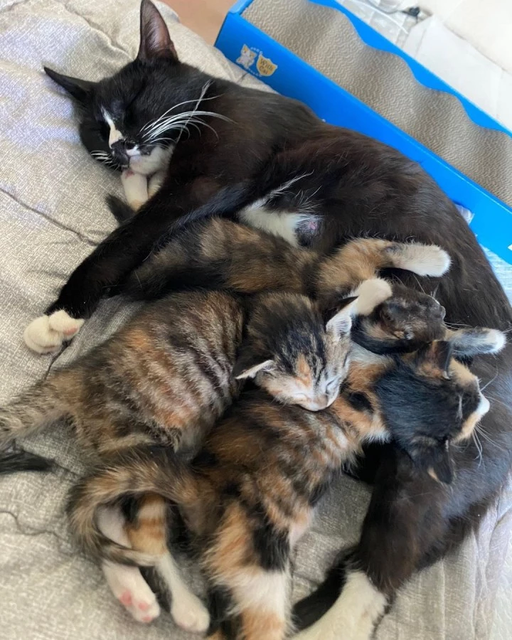 어미에게 안긴 고양이 자매. / 이하 인스타그램 묘생길