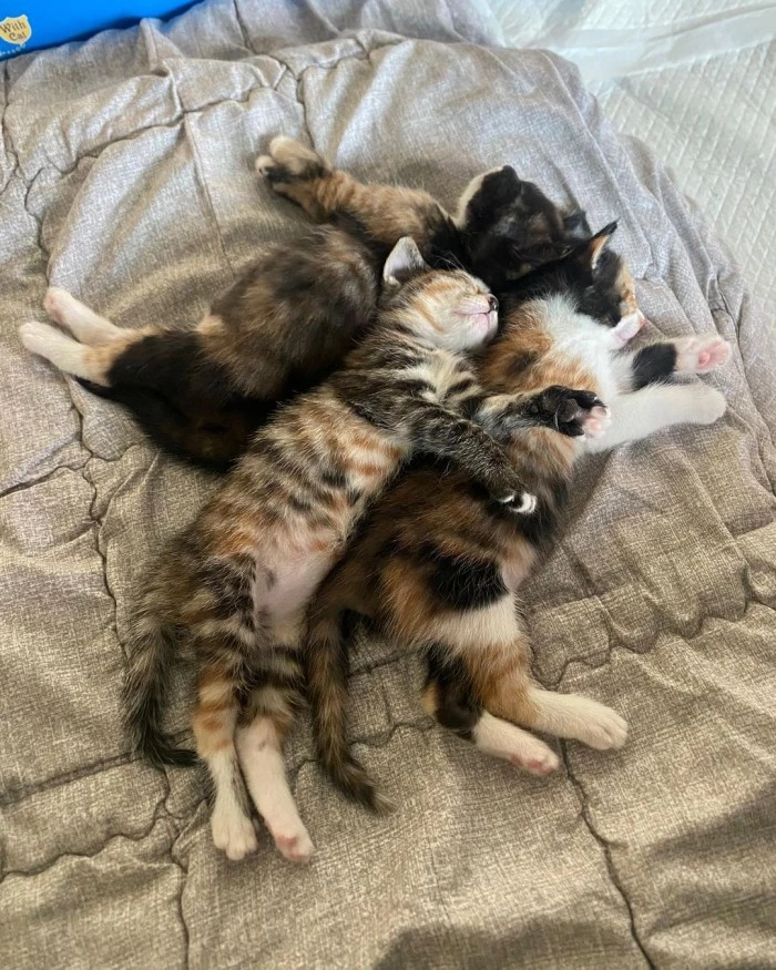 고양이 세 자매.