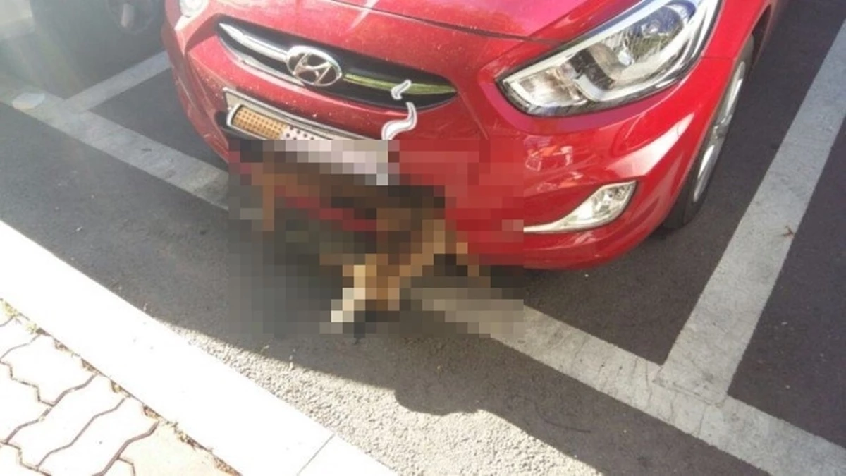 디시인사이드 갤러리