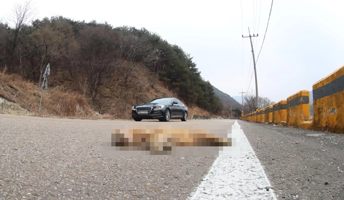 지리산 도로에서 로드킬 당한 삵 / 뉴스1