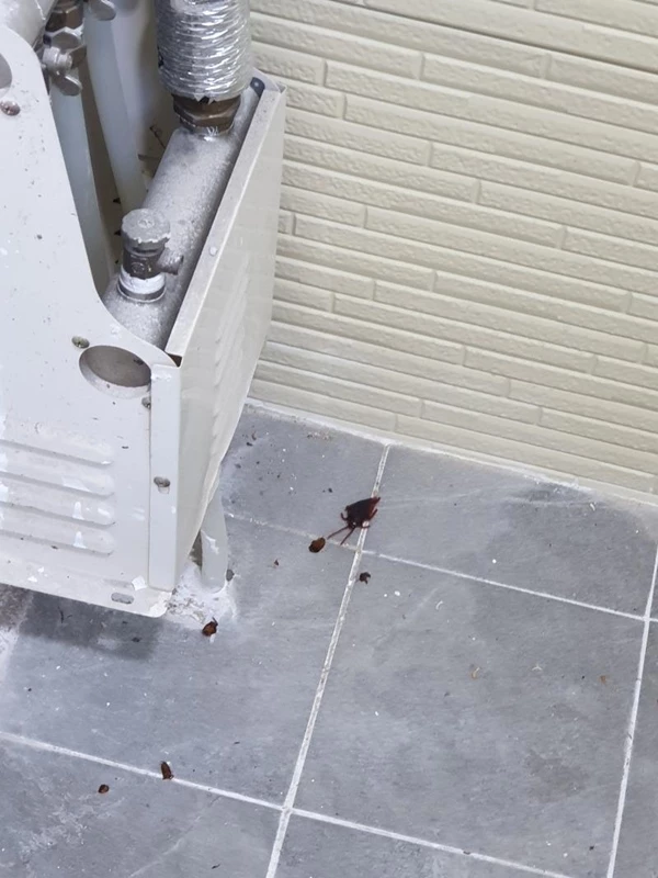 해당 게시물에 올라온 사진이다. / 이하 온라인 커뮤니티 보배드림