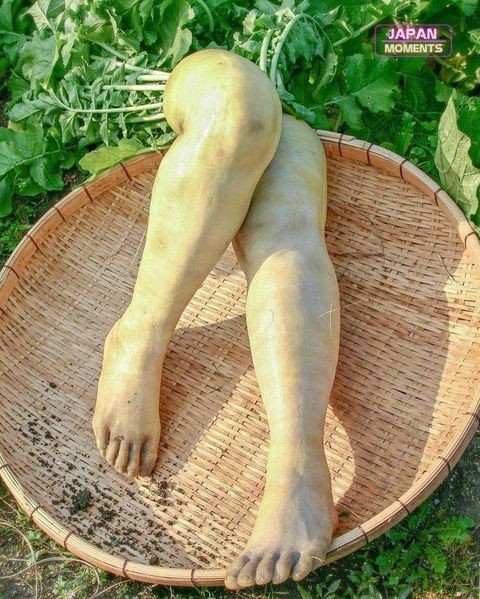 일본의 한 예술가가 다리 모양의 무를 촬영한 사진을 인스타그램에 올렸다. / 스에츠구 켄지 인스타그램