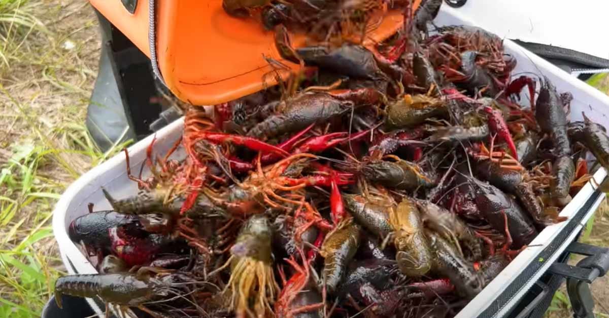 전남 나주시의 하천에서 잡힌 미국 가재. 이하 사진은 유튜브 채널 'TV생물도감'의 영상을 캡처한 것이다.