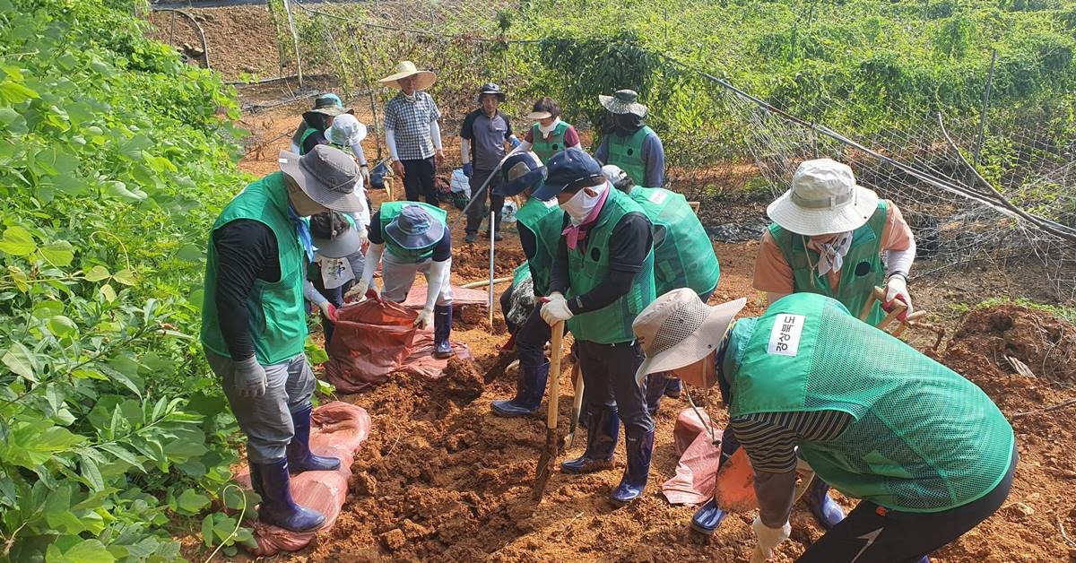 경북도청 및 출자출연기관 간부들은 지난 5일에서 6일까지 휴일을 반납하고 연일 계속되는 폭염 속에서도 수마가 할퀴고 간 피해 현장을 찾아 구슬땀을 흘렸다./이하 경북도