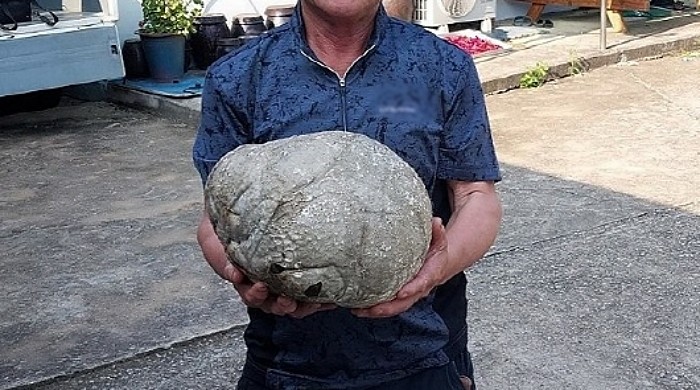 서 씨가 발견한 지름 약 30㎝, 무게 2㎏에 달하는 대형 댕구알버섯