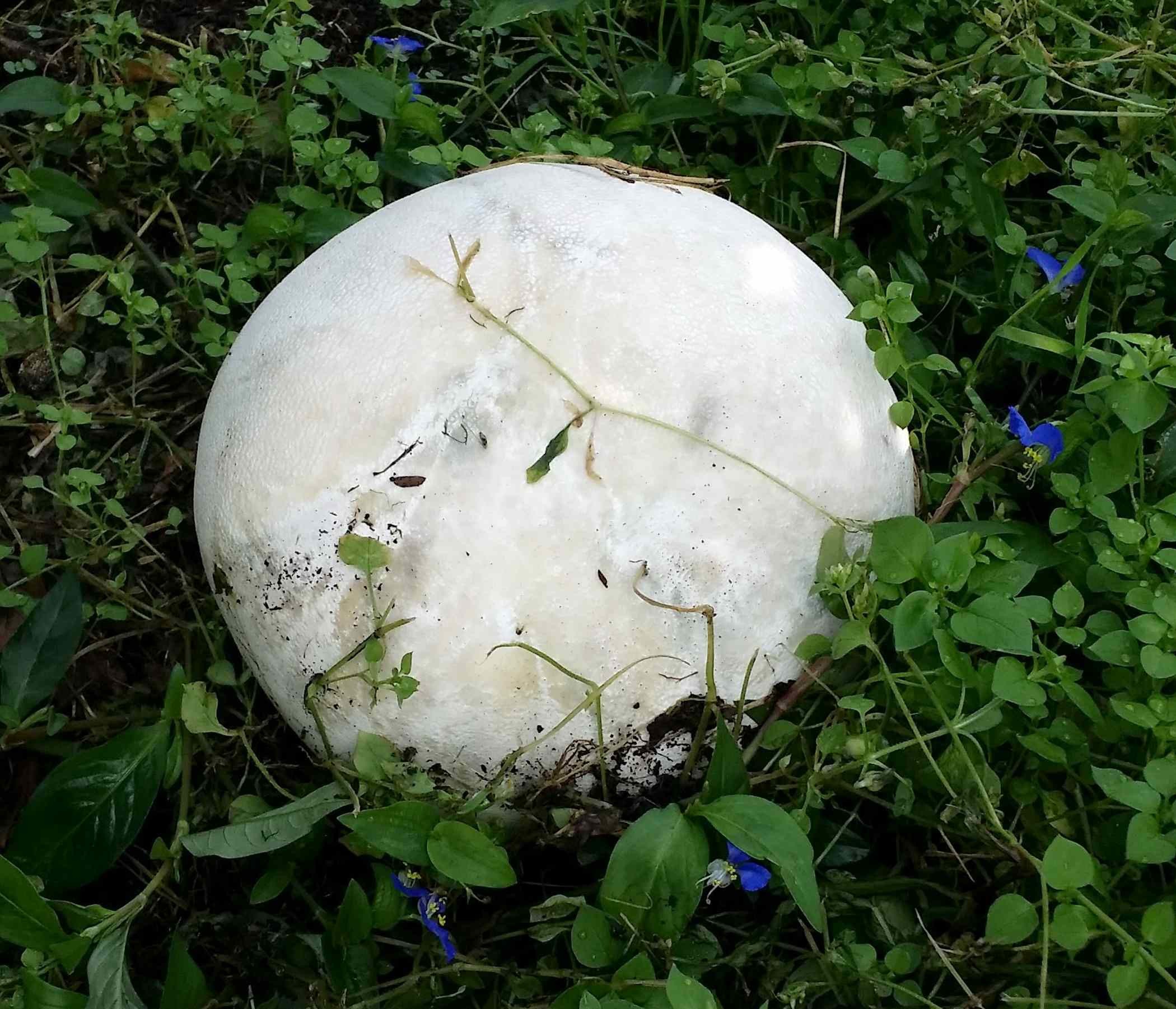 2015년 9월 전북 남원시 운봉읍 화신마을의 한 사과밭에서 발견된 지름 20㎝의 댕구알버섯 / 연합뉴스-남원시 제공