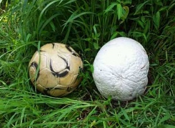 2014년 전남 담양 대덕면에서도 축구공보다 큰 댕구알버섯이 발견됐다. 축구공(왼쪽)과 댕구알버섯(오른쪽) 크기를 비교한 사진 / 뉴스1-완도수목원 제공
