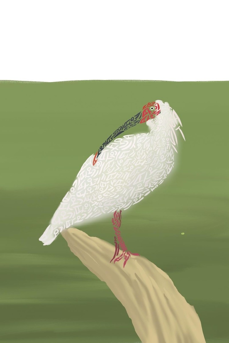 따오기 / 연합뉴스