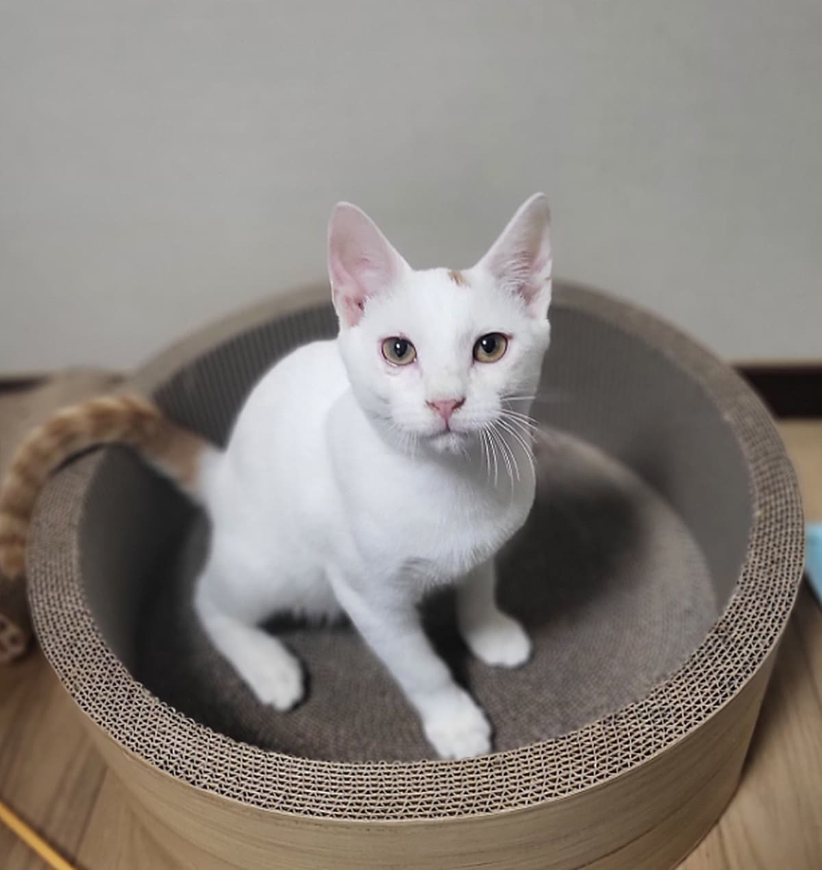 설이 / '묘생길' 인스타그램