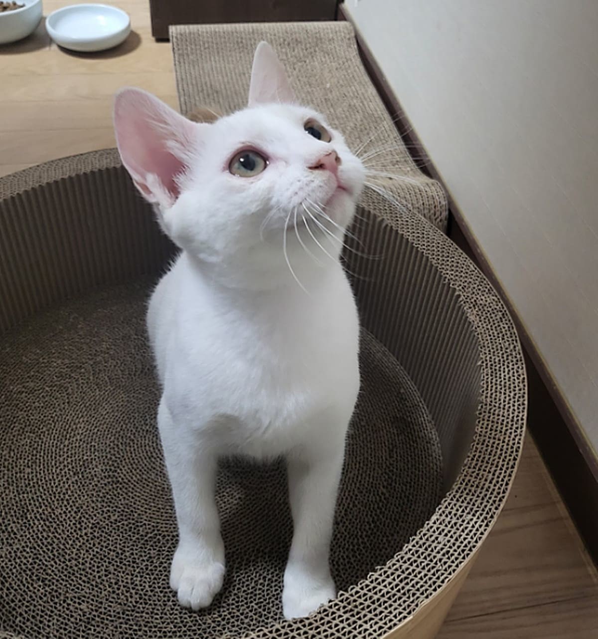 '묘생길' 인스타그램