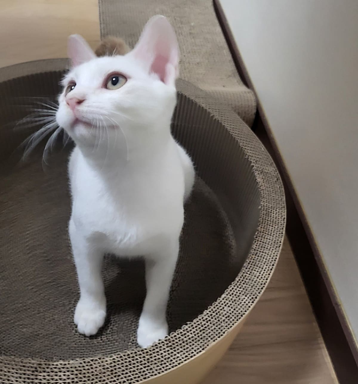 '묘생길' 인스타그램