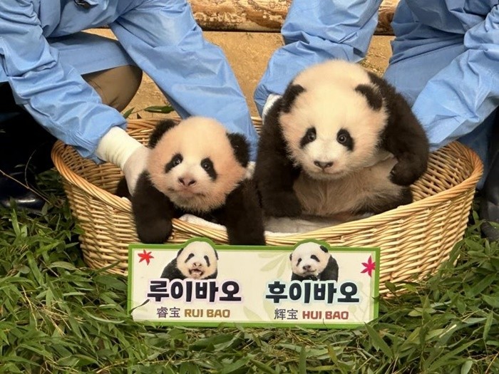 루이바오·후이바오 / 에버랜드
