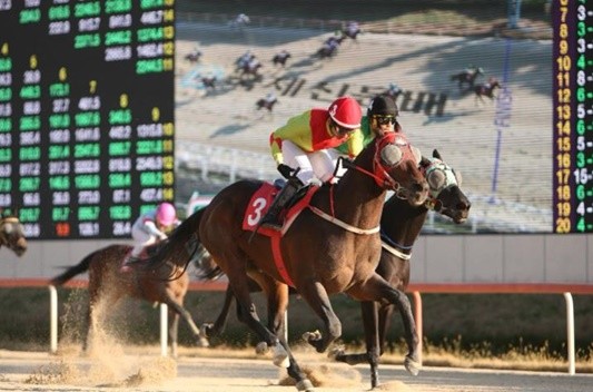 제16회 국제신문배(G3, 1400m)에서 ‘어마어마(6세, 수, 레이팅136, ㈜나스카 마주, 송문길 조교사)’가 우승을 차지했다. / 사진제공=마사회부경본부