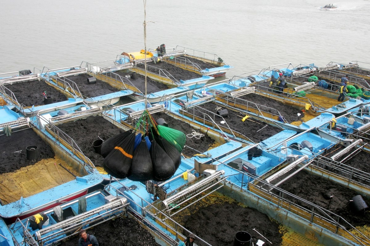 서천 김 양식장 / 서천군