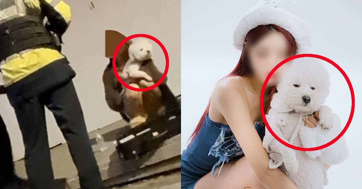 사람 죽었는데 강아지 안고 있던 '강남 벤츠녀'가 이 여자란 말이 나오고 있다...