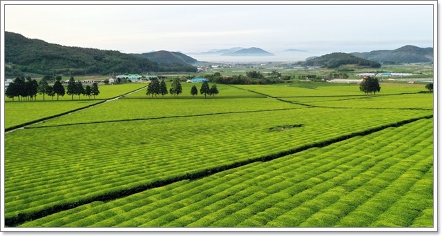 보성차밭 평지다원