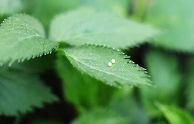 산호랑나비알 (먹이식물 구릿대)