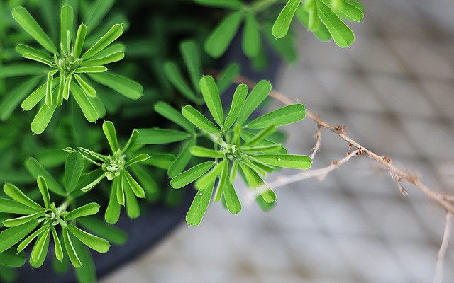 남방노랑나비알(먹이식물 비수리)