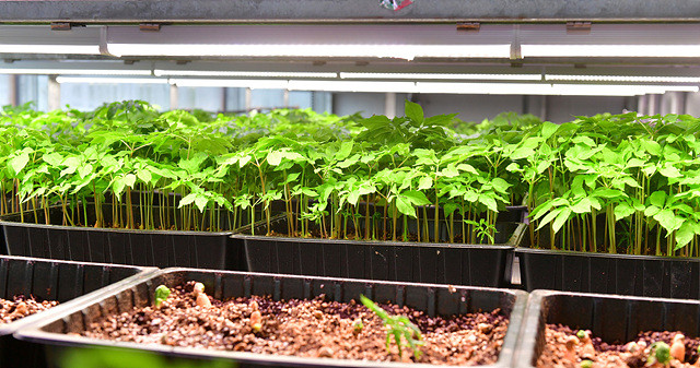 챔버형 스마트팜 '작물 베드'에서 재배되고 있는 새싹삼