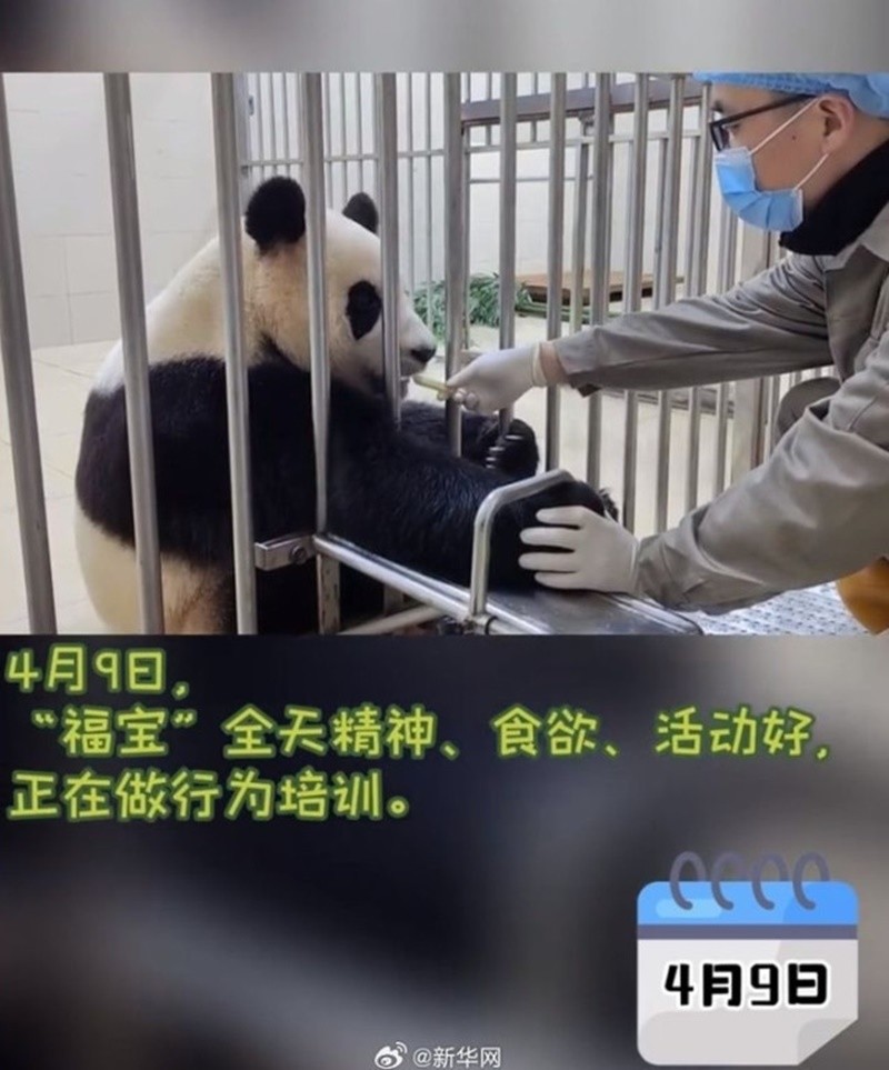 푸바오 / 자이언트판다보호연구센터 위챗