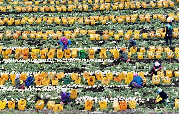 제주 서귀포시 대정읍 상모리의 한 밭에서 농민들이 월동무를 수확하고 있다. / 연합뉴스