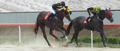 지난 5일 한국마사회 렛츠런파크 부산경남 제6경주로 펼쳐진 제25회 코리안오크스(G2, 1800m, 국산 3세 암말, 레이팅 오픈, 총상금 7억원)에서 ’이클립스베리‘가 강력한 근성과 투지로 우승을 거머쥐었다. / 사진제공=렛츠런파크 부산경남