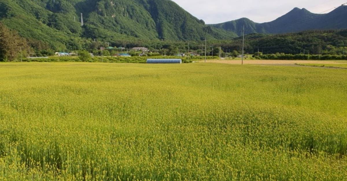 [포토뉴스]'초록 빛 장관' 울릉도 나리분지 보리밭 | 위키트리