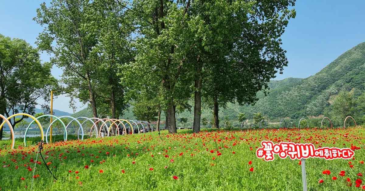 '가평 <b>자라섬 꽃축제</b>' 페스타 기간부터 가격·주차 모두 알려드립니다