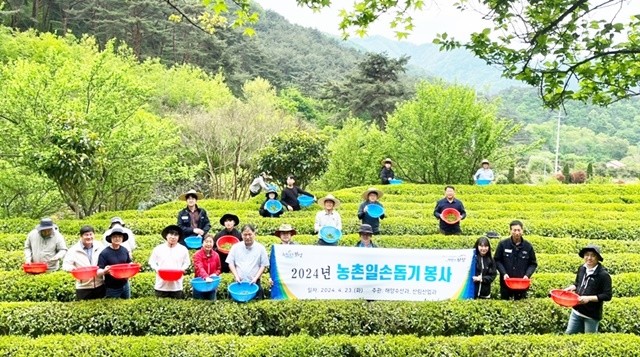 보성군 산림산업과 상생 다원 차 농가 농촌일손돕기 추진