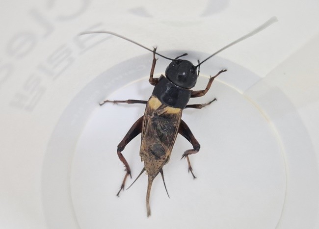 해양수산과학원 곤충산업 육성- 쌍별귀뚜라미