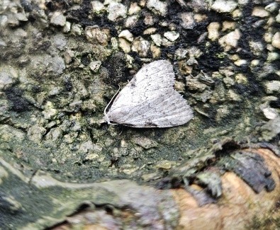 맵시혹나방 성충