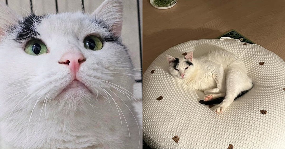 흰둥이 / '묘생길' 인스타그램