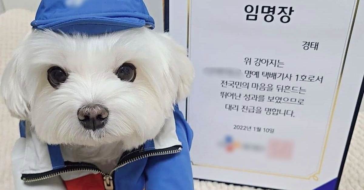 택배견 경태. 과서 A 씨 SNS에 올라왔다가 현재는 삭제된 사진. / A 씨 인스타그램