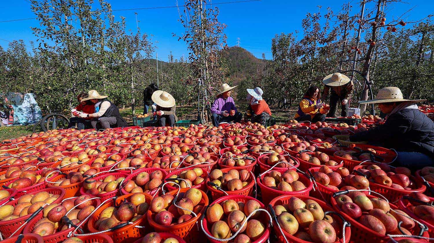 박민식 국가보훈부 장관과 직원들이 13일 오전 경북 의성군에 제2연평해전 전사자 고 서후원 중사의 아버지 서영석 씨가 운영하는 과수원을 방문, 사과따기 일손돕기 봉사활동을 하고 있다. / 국가보훈부 제공