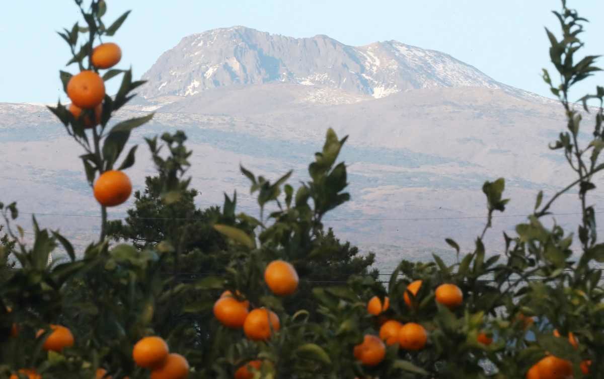 귤나무. 자료사진. / 뉴스1