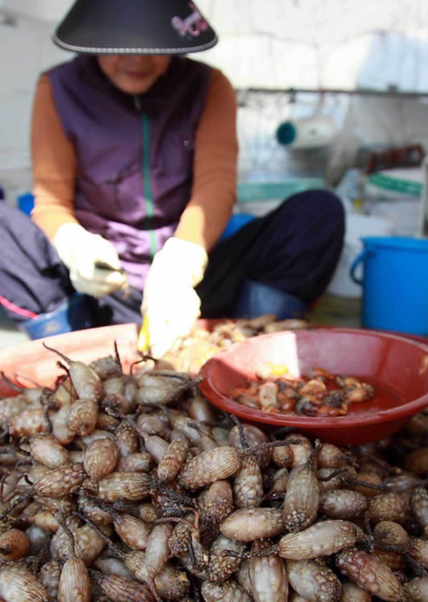 미더덕 / 연합뉴스