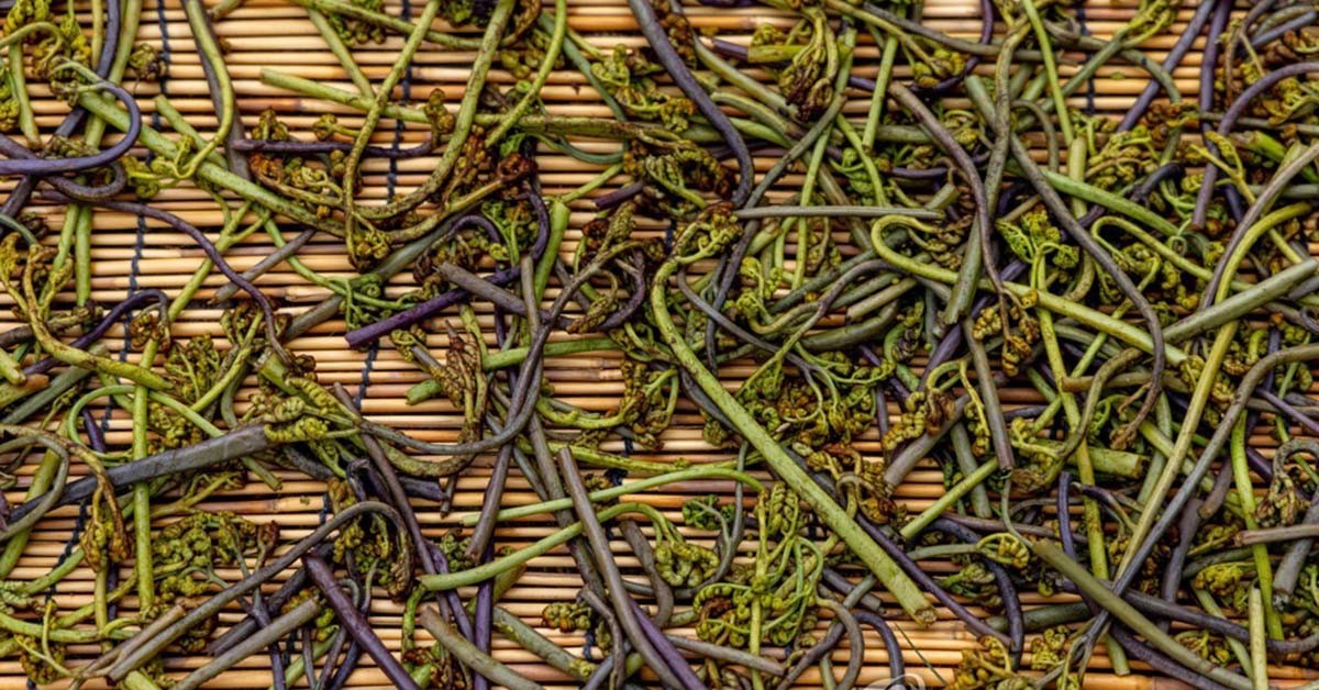 데친 고사리를 말리는 모습. / 연합뉴스