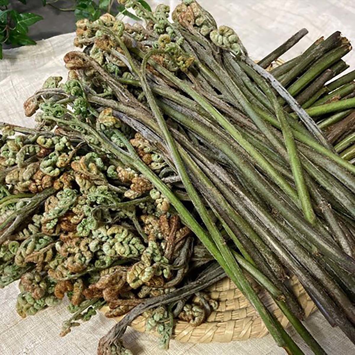 생고사리 / 쿠팡