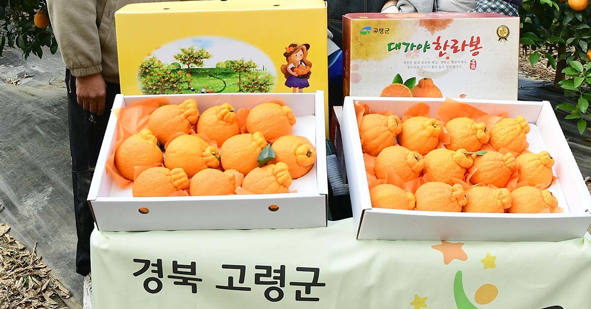 강원 고령군에서도 한라봉은 재배된다. / 뉴스1