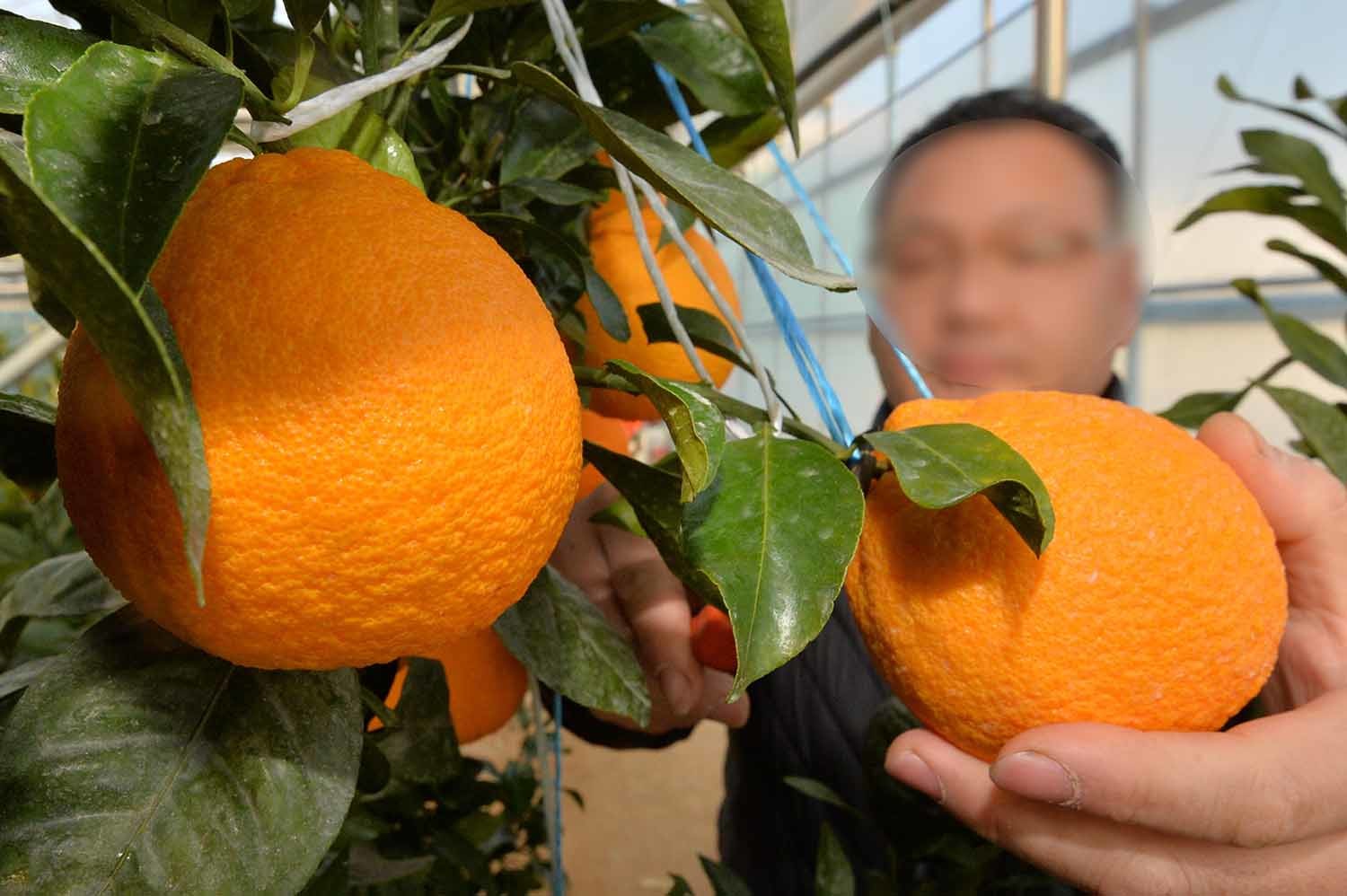 포항 한라봉. / 뉴스1 자료사진