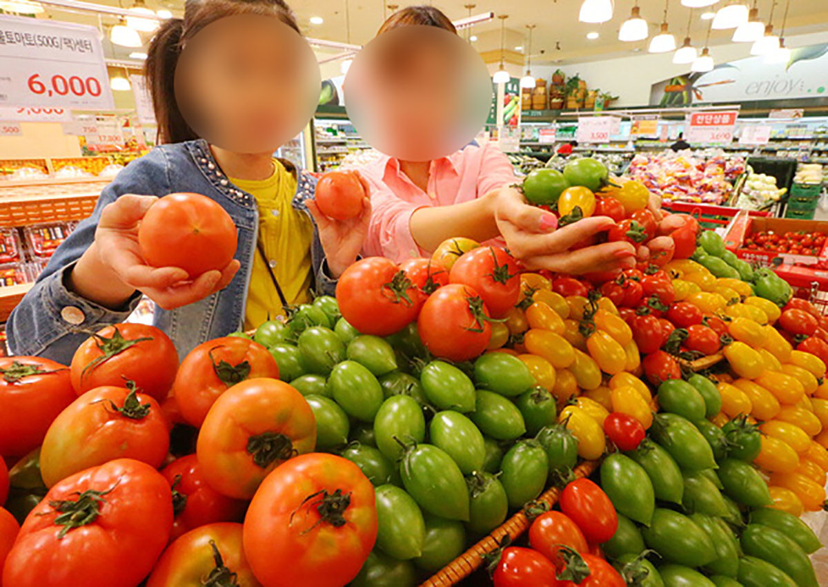 이색 토마토 / 연합뉴스