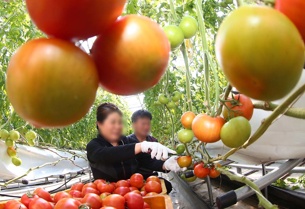 토마토 수확 모습 / 뉴스1