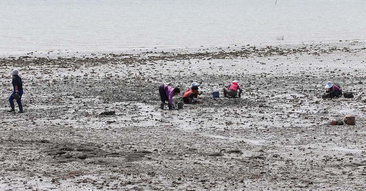 꼬막 주산지인 전남 보성군 갯벌에서 꼬막을 채취하는 주민. / 보성군