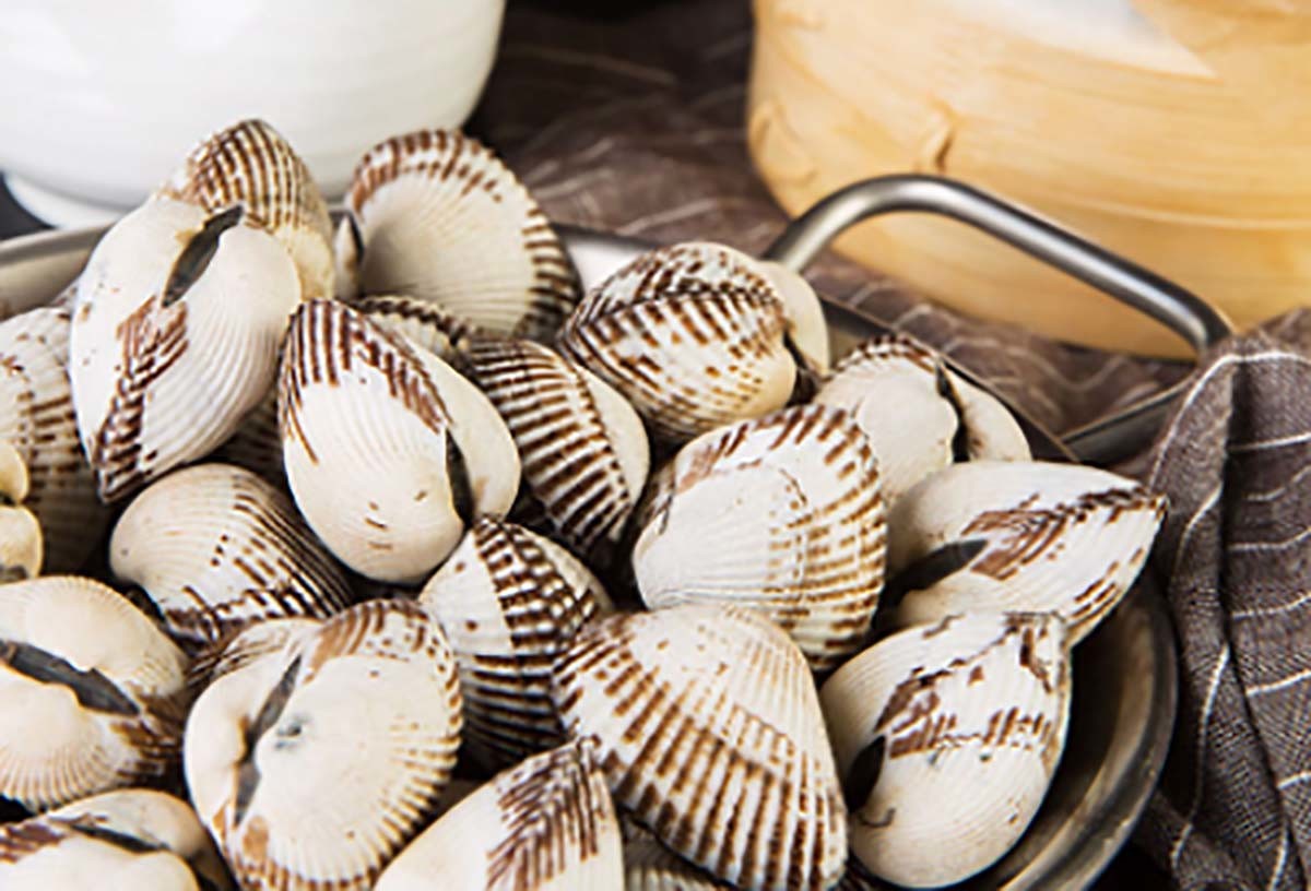 새꼬막 / 국립수산과학원