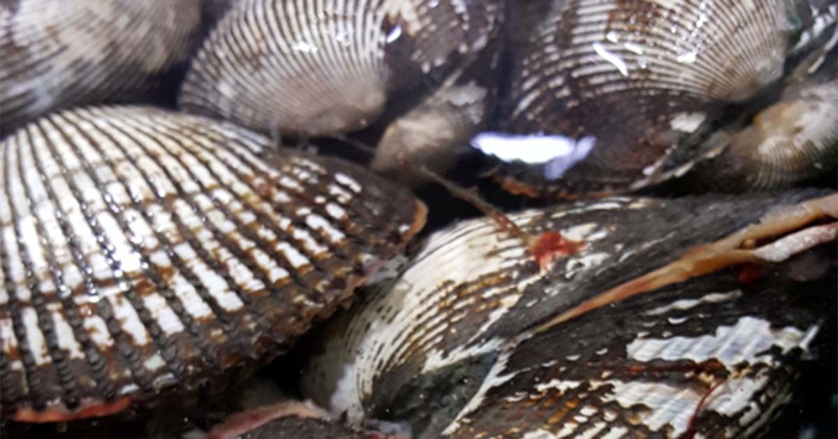 피꼬막 / 국립수산과학원