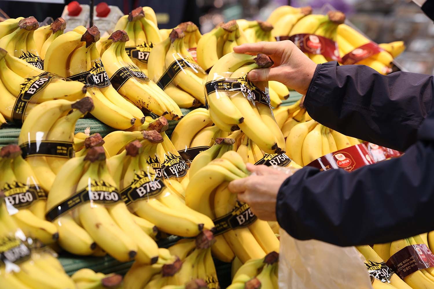 바나나 자료 사진 / 뉴스1